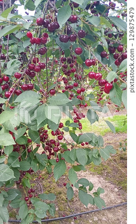 A close-up view of a cherry tree branch filled with shiny red fruit. The leaves are vibrant green, and sunlight filters through the orchard creating a cheerful summer atmosphere 129875479