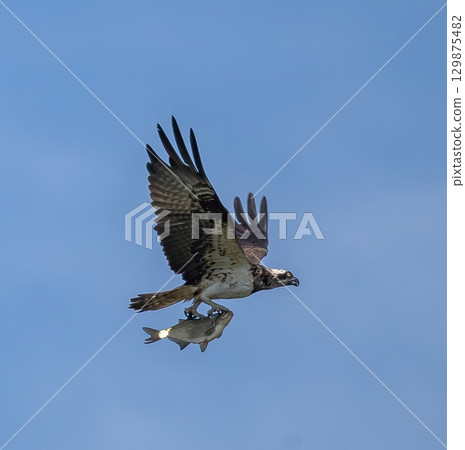 Osprey (Pandion haliaetus) flying with prey (fish) against blue sky, in southern Sweden. Osprey (Pandion haliaetus) flying with prey (fish) against blue sky, in southern Sweden. 129875482