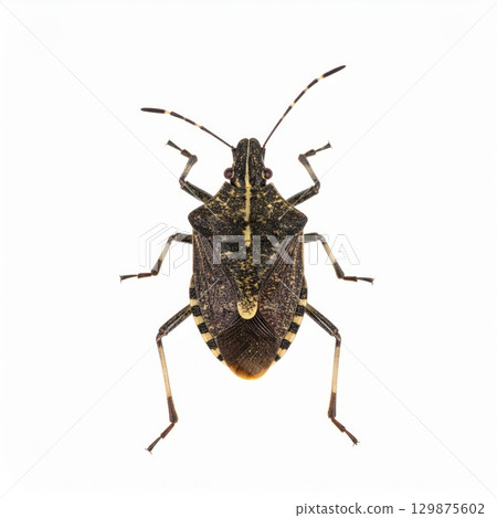 Bug over white background, no shadow 129875602
