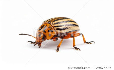 Bug over white background, no shadow 129875606