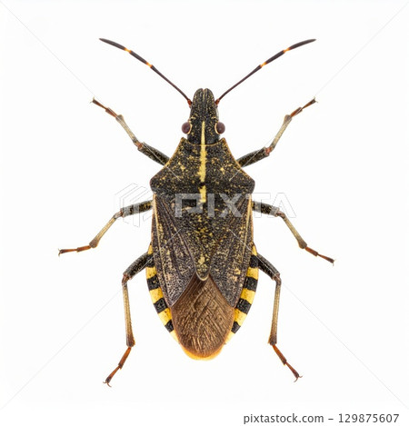 Bug over white background, no shadow 129875607