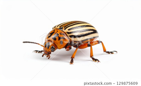 Bug over white background, no shadow 129875609