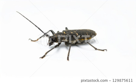 Bug over white background, no shadow 129875611