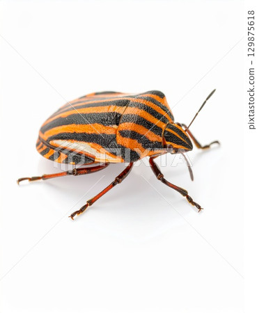 Bug over white background, no shadow 129875618