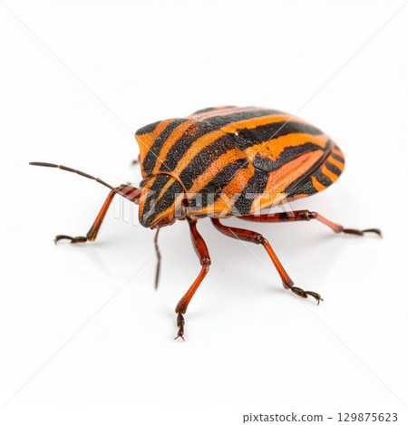Bug over white background, no shadow 129875623