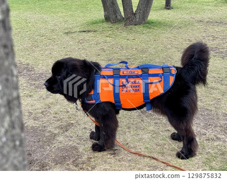 A rescue dog on black water bodies in an orange rescue vest stands on a lawn in summer. High quality photo A rescue dog on black water bodies in an orange rescue vest stands on a lawn in summer. High quality photo 129875832
