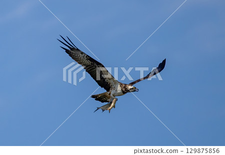 Osprey (Pandion haliaetus) flying with prey (fish) against blue sky, in southern Sweden. Osprey (Pandion haliaetus) flying with prey (fish) against blue sky, in southern Sweden. 129875856