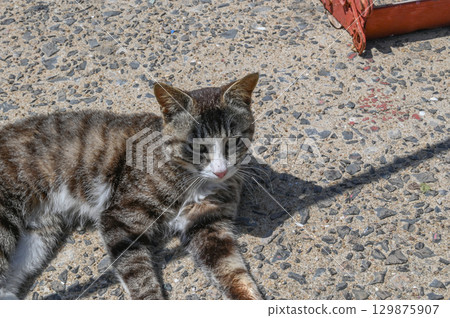 漁港裡的島貓 129875907