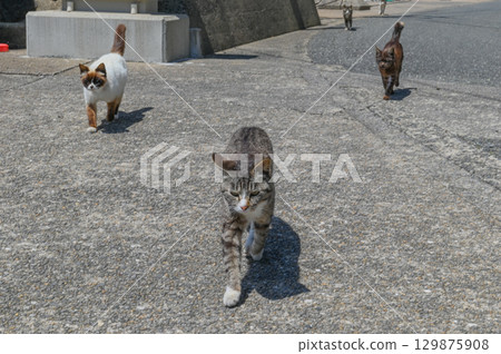 漁港裡的島貓 漁港裡的島貓 129875908