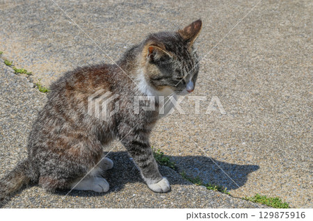 Island cats at the fishing port 129875916