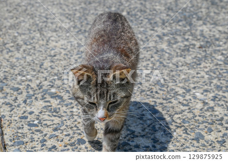 Island cats at the fishing port Island cats at the fishing port 129875925