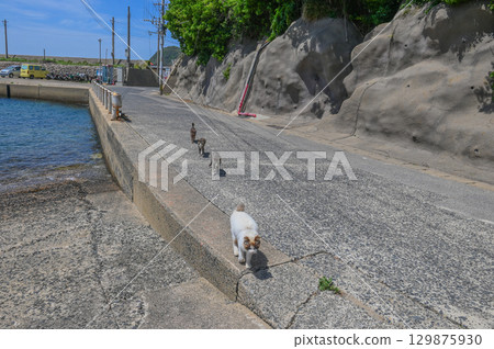 Island cats at the fishing port Island cats at the fishing port 129875930