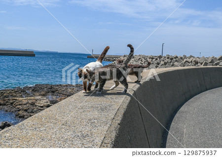 漁港裡的島貓 129875937