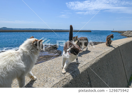 Island cats at the fishing port 129875942