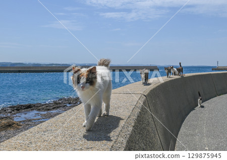 Island cats at the fishing port Island cats at the fishing port 129875945