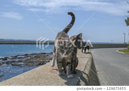 漁港裡的島貓 129875955