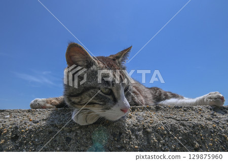 Island cats at the fishing port 129875960