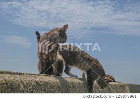 Island cats at the fishing port 129875961