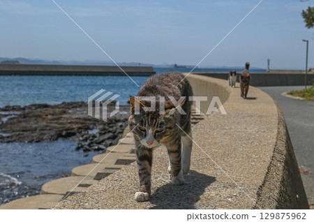 Island cats at the fishing port 129875962