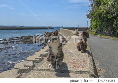 Island cats at the fishing port 129875963