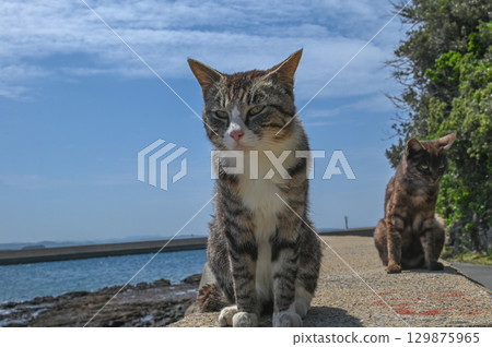 Island cats at the fishing port 129875965