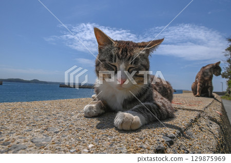 漁港裡的島貓 129875969