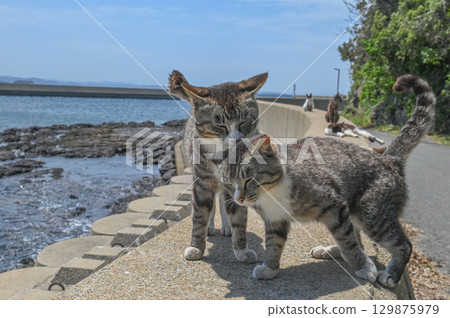 Island cats at the fishing port 129875979