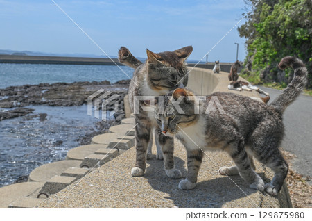 Island cats at the fishing port 129875980