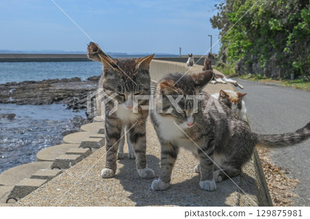 Island cats at the fishing port 129875981
