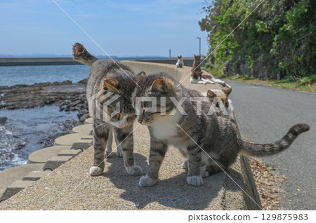 Island cats at the fishing port 129875983