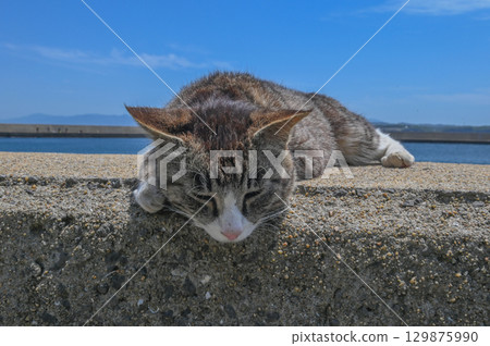 Island cats at the fishing port 129875990