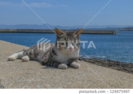 漁港裡的島貓 129875997
