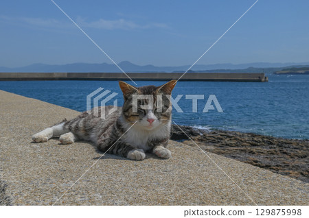 漁港裡的島貓 129875998