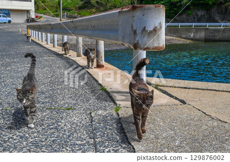 Island cats at the fishing port 129876002