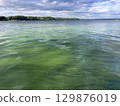 Green algae pollution on a water surface. Ecological concept 129876019