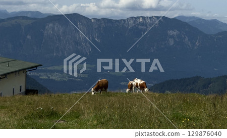 Cows Grazing in Mountain Landscape with Breathtaking View 129876040