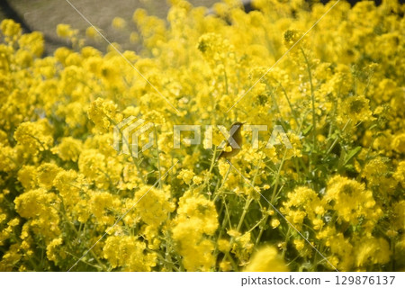 強奸的花朵預示著春天的到來 129876137