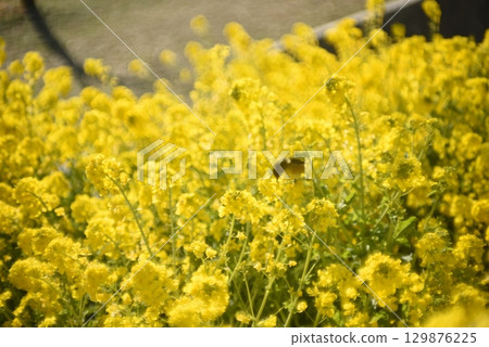 強奸的花朵預示著春天的到來 129876225