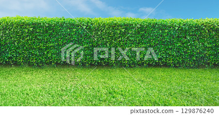 Tropical tree fence or wall, bushes, shrubs, trees, with sky in the background. Tropical tree fence or wall, bushes, shrubs, trees, with sky in the background. 129876240