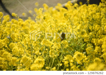 強奸的花朵預示著春天的到來 129876262