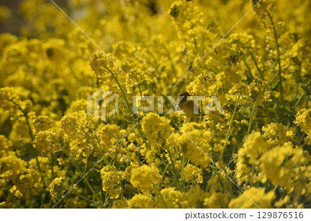 強奸的花朵預示著春天的到來 129876516