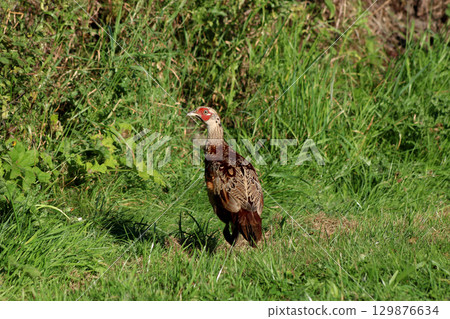 Pheasant Poult in a Rural Countryside Woodland Location 129876634
