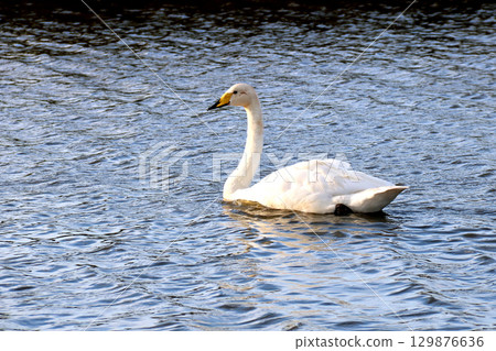 Whooper or Common Swan on an Inland Lake on a Summer Morning Whooper or Common Swan on an Inland Lake on a Summer Morning 129876636