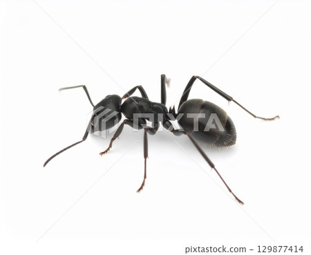 Black ant close view over white background, no shadow 129877414