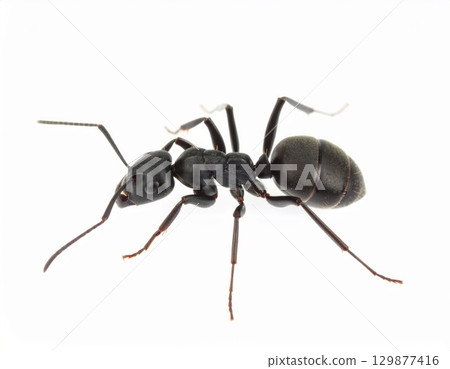 Black ant close view over white background, no shadow 129877416