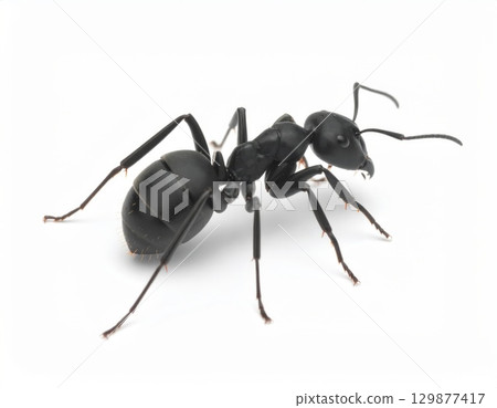 Black ant close view over white background, no shadow 129877417