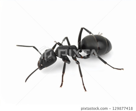 Black ant close view over white background, no shadow Black ant close view over white background, no shadow 129877418
