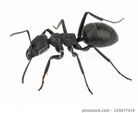 Black ant close view over white background, no shadow 129877419