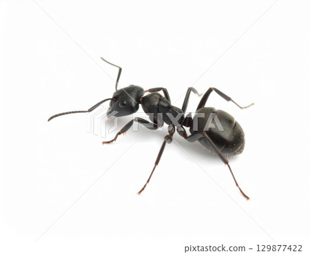 Black ant close view over white background, no shadow 129877422