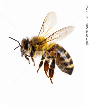 Bee close view over white background, no shadow 129877570